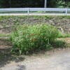 草刈りサタデー　～熱中症一歩手前？～