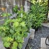 我が家のポタジェガーデン5「飾る鉢植物、半日陰の菜園に植え替える鉢植物。」