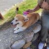 さかい動物愛護フェア