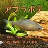 アブラボテの育て方！特徴・外観・混泳・繁殖・釣り情報を紹介！