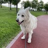 ペットとの楽しい日常