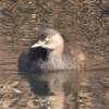 鳥撮日記　相性は悪化中のおおね公園😢