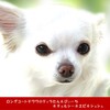 まだまだ続く猛暑を乗りこえるチロクマ家