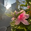 （紹介：植物）新宿中央公園の朝陽とサツキ（皐月）の花々を紹介します