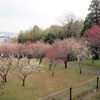 梅は咲いたか百梅園までウォーキング