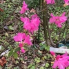 都筑の春　桜がそろそろ