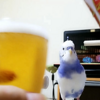 【ここすけの日常】インコが萌え萌えキュンしてみた！編【budgerigar】