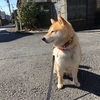 今日の柴犬の小麦さん