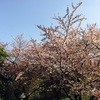 桜散歩、延長線