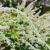 ３月２７日