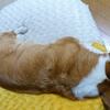 ⑥ヘルニア？変性性脊髄症？脳炎？