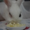 うさぎとりんご