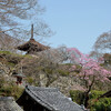 京都西山善峯寺の春その２