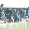 堤防のサビキ釣り、アジ、イワシ釣り、大漁