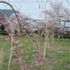 生雲八幡宮の桜