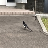 「美唄焼き鳥ラン」64キロ走