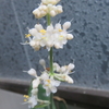 藪茗荷　2