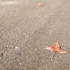 【沖縄生活】沖縄だって紅葉、年末年始用の買い物は早めにしとくべきだった？