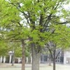 雨の芦原公園と”パラオ慰霊は「記憶喚起」の旅”（日経新聞）