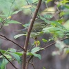 公園の野鳥達（少々）