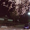  駿府城へ夜桜ツアー