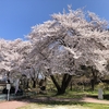 今年の桜を大放出