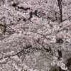 桜は咲く 〜暗い世を照らすように