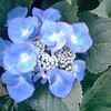 わが家のあじさいもきれいだ
