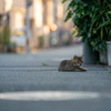 地元住宅街のねこさん