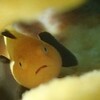 サンゴの隙間に…