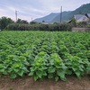 イチゴ🍓苗植え終了