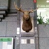京都宇治アイスアリーナで教室のあと、宇治市役所にカムループス市の鹿がおる。