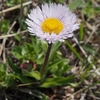 青森県で出会った植物－60．アズマギク－