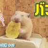 【ハムスター 動画】幸せそうにバナナチップを食べるハムスターが可愛い,Hamster eating banana chips＃63