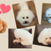 【ビションフリーゼ】飼い方・お手入れ・トリミング