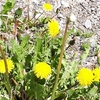 お花の風景撮影・信州木曽