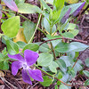 ツルニチニチソウ Vinca major