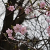 日和田山の桜、巾着田の桜