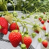 完熟いちご🍓狩り情報5月8日(水)休園日です‼️