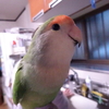 コザクラインコのプーちゃん、もうすぐ３才