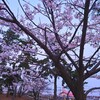 夜桜