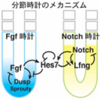 発生時計の同調メカニズム