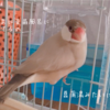 シナモン文鳥さん　いろいろ詰め合わせ