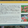 ふれあいの森日向キャンプ場