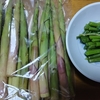旬の山菜