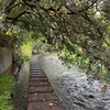 三島観光🌳 源兵衛川/楽寿園