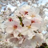 桜満開、最高です