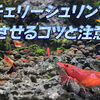 チェリーシュリンプを繁殖させるコツと注意点
