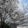 ♬桜の花の　咲き匂う～