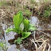 今、水芭蕉が咲いているよ！